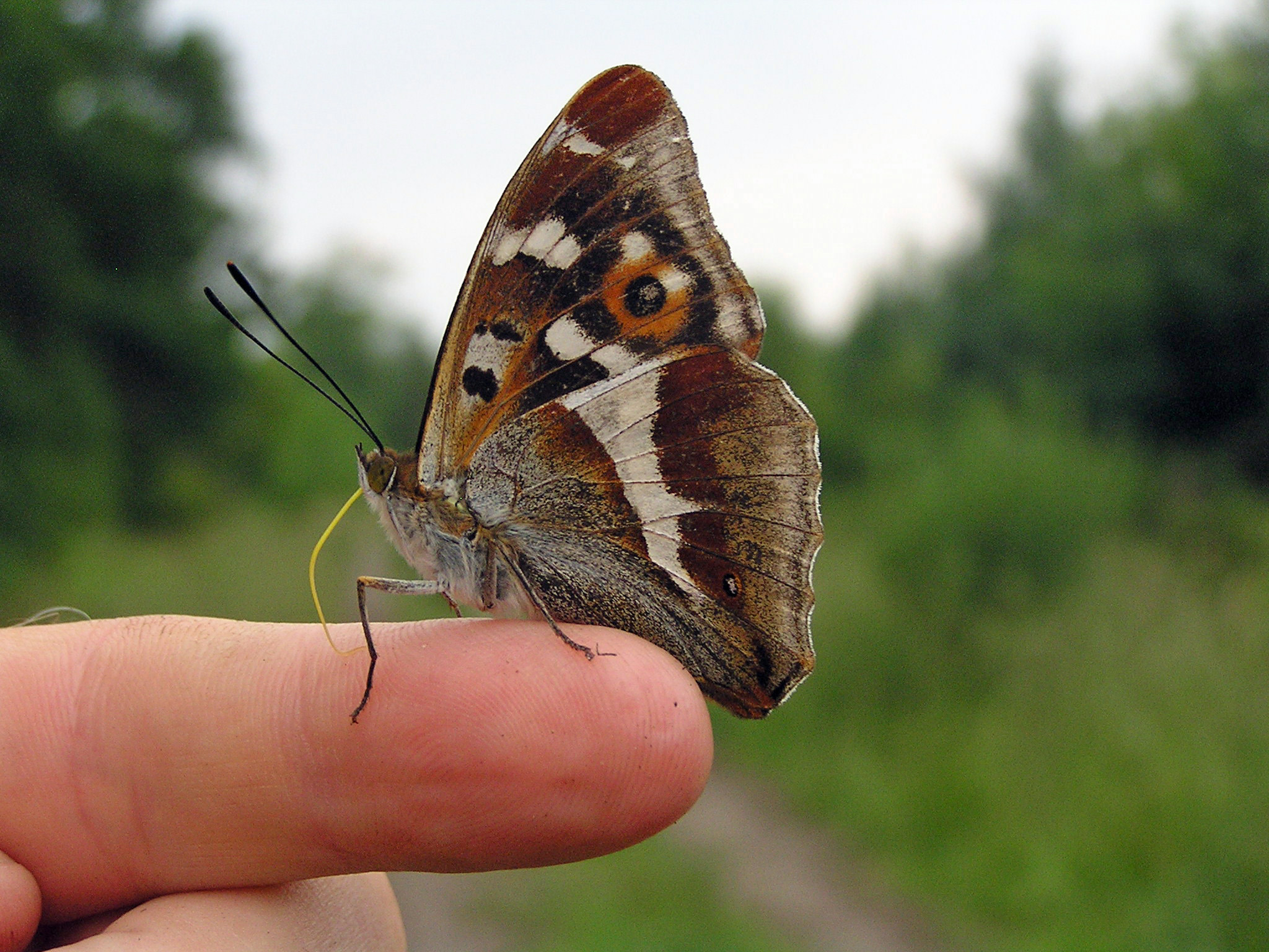 Leicestershire & Rutland Butterflies